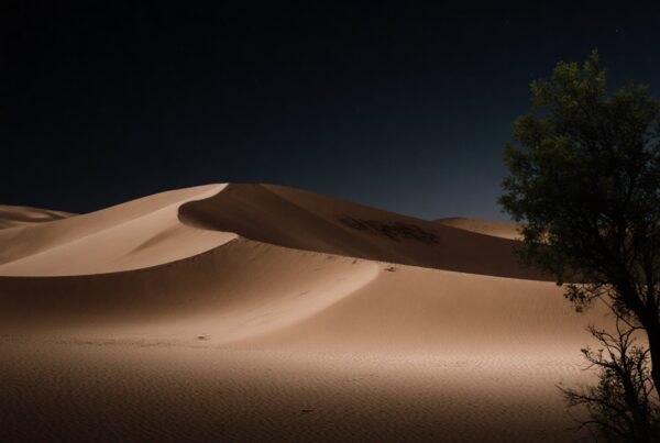 A peaceful desert night scene with sand dunes, stars, and a silhouetted tree.