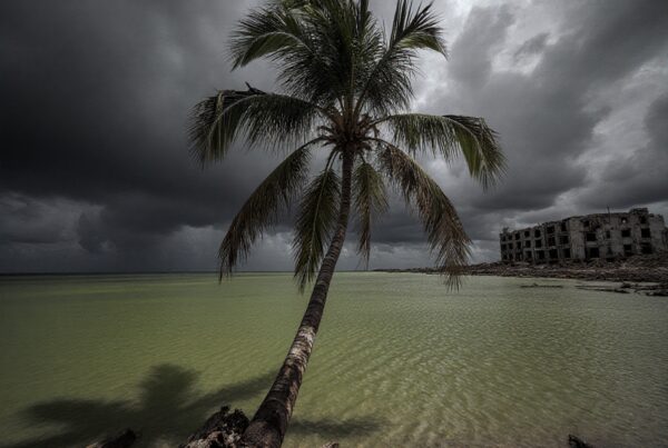Palm tree on a stormy shoreline with abandoned building in background.