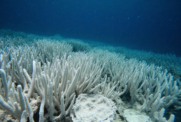 Bleached coral reef under clear blue water, illustrating marine environmental challenges.