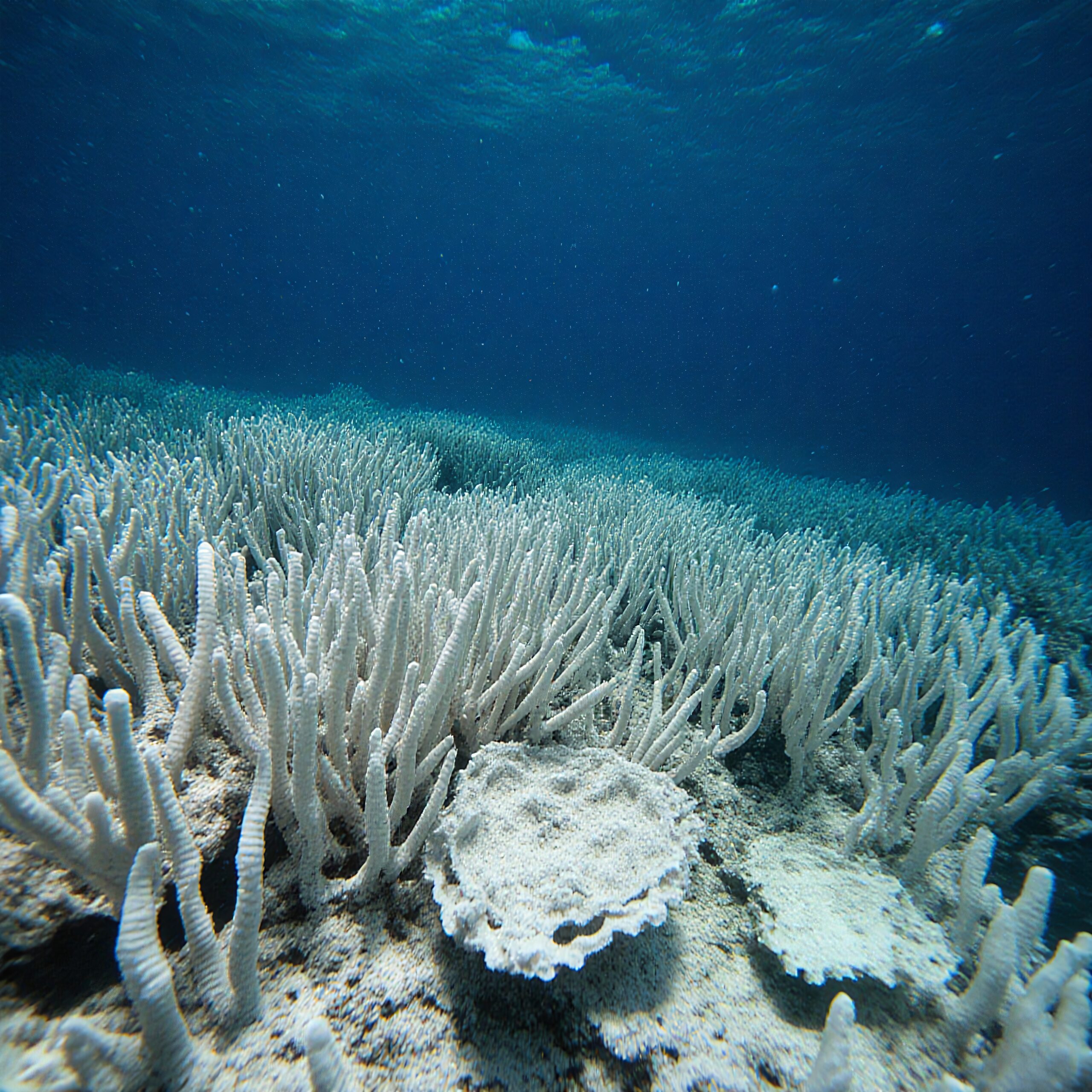 Coral Reef Bleaching Underwater Scene