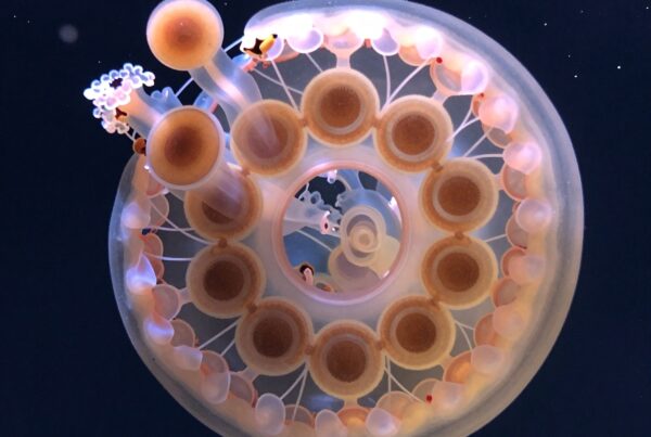 A jellyfish displays intricate radial symmetry, glowing beneath the dark water with pink and orange hues, featuring circle patterns and tentacles.