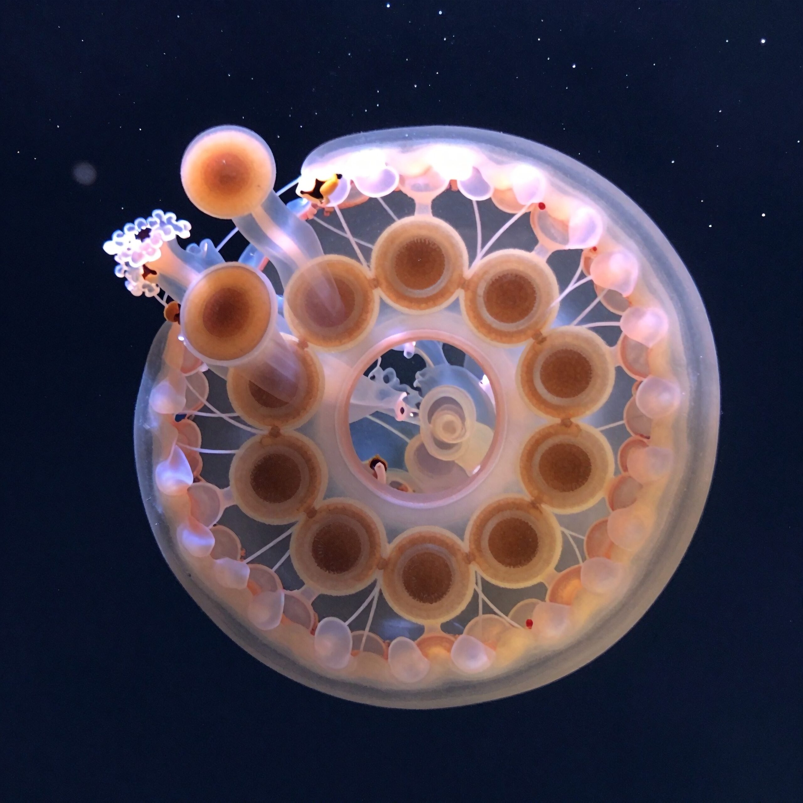 Ethereal Symmetry of Jellyfish Beauty