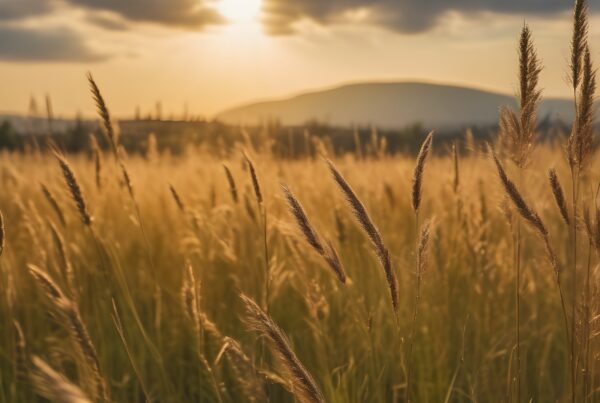 Golden sunset over field with grasses.