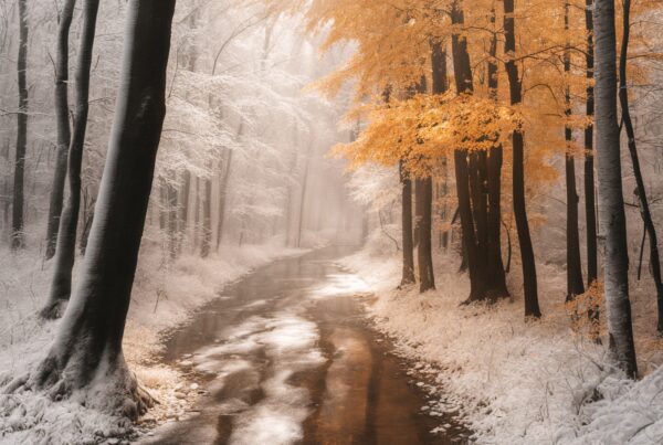 A picturesque forest path with vibrant autumn leaves and snow-dusted trees under soft sunlight.