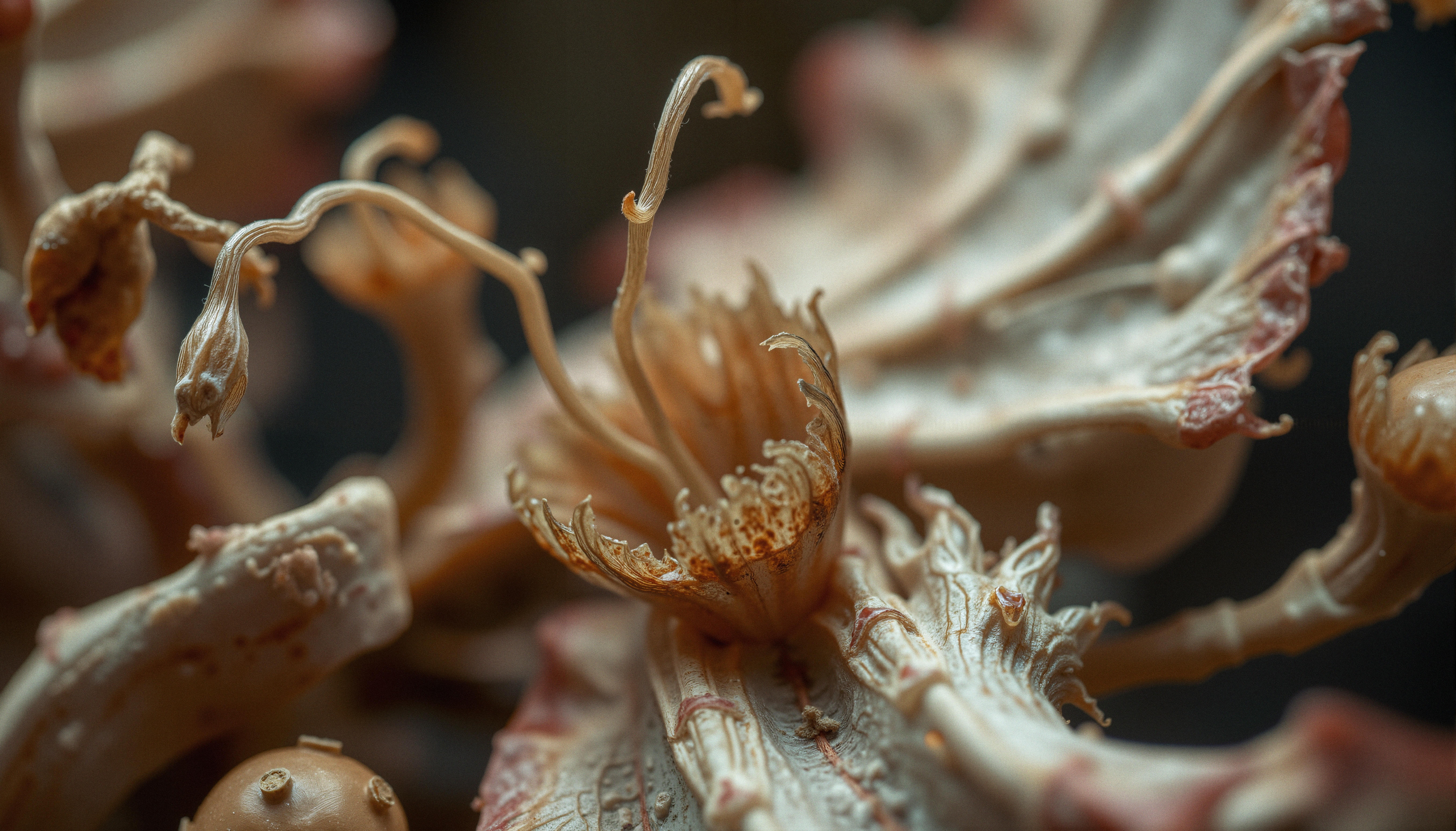 Dried Floral Specimen Macro