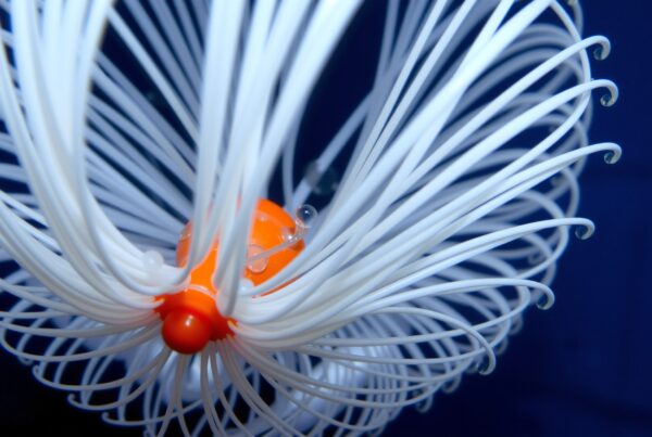A vibrant underwater organism with a central orange disc and long white filaments set against a deep blue background.