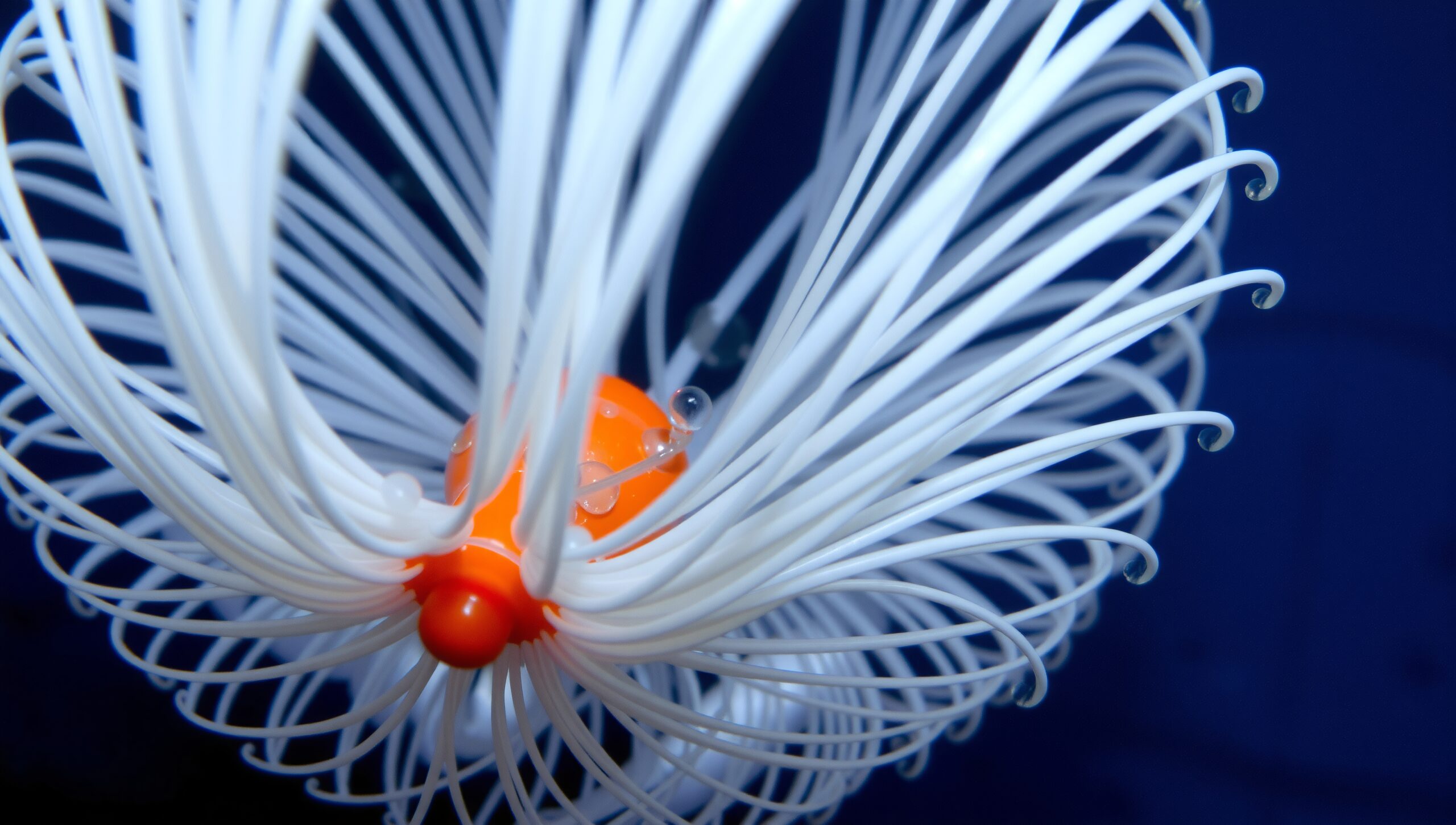 Vibrant Underwater Organic Structure