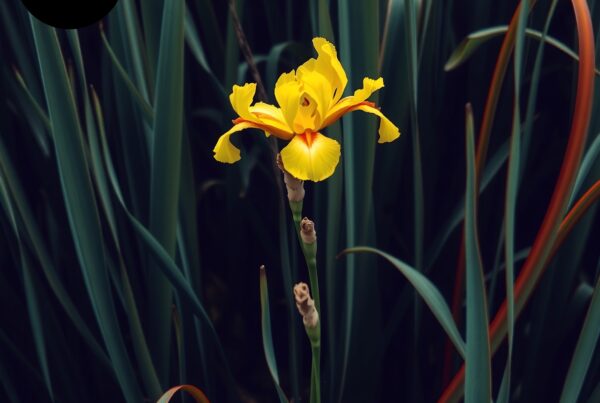 Vibrant yellow iris flower amidst green leaves.
