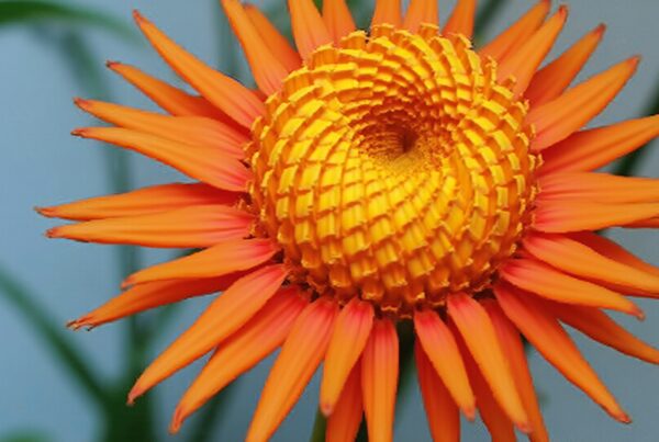 Vibrant orange sunburst flower closeup with spiral yellow core