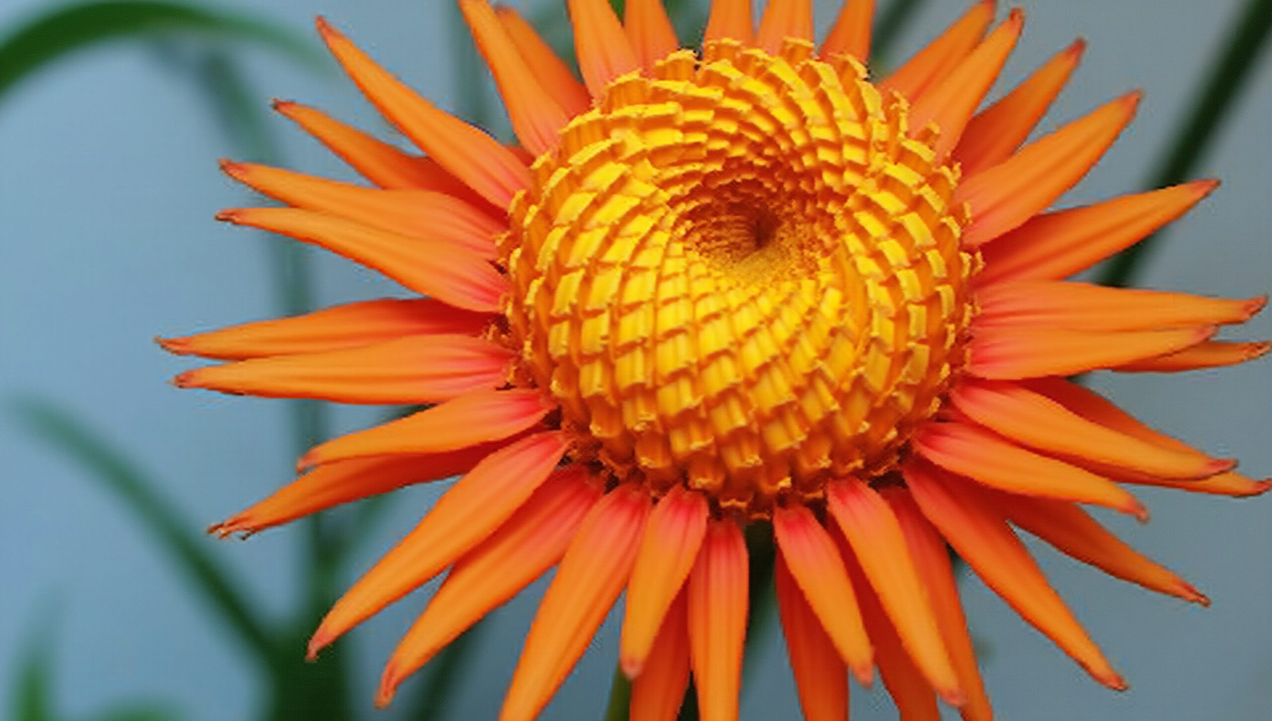 Sunburst Orange Flower