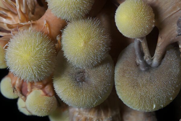 Vibrant yellow sea anemones thriving on colorful coral reefs underwater