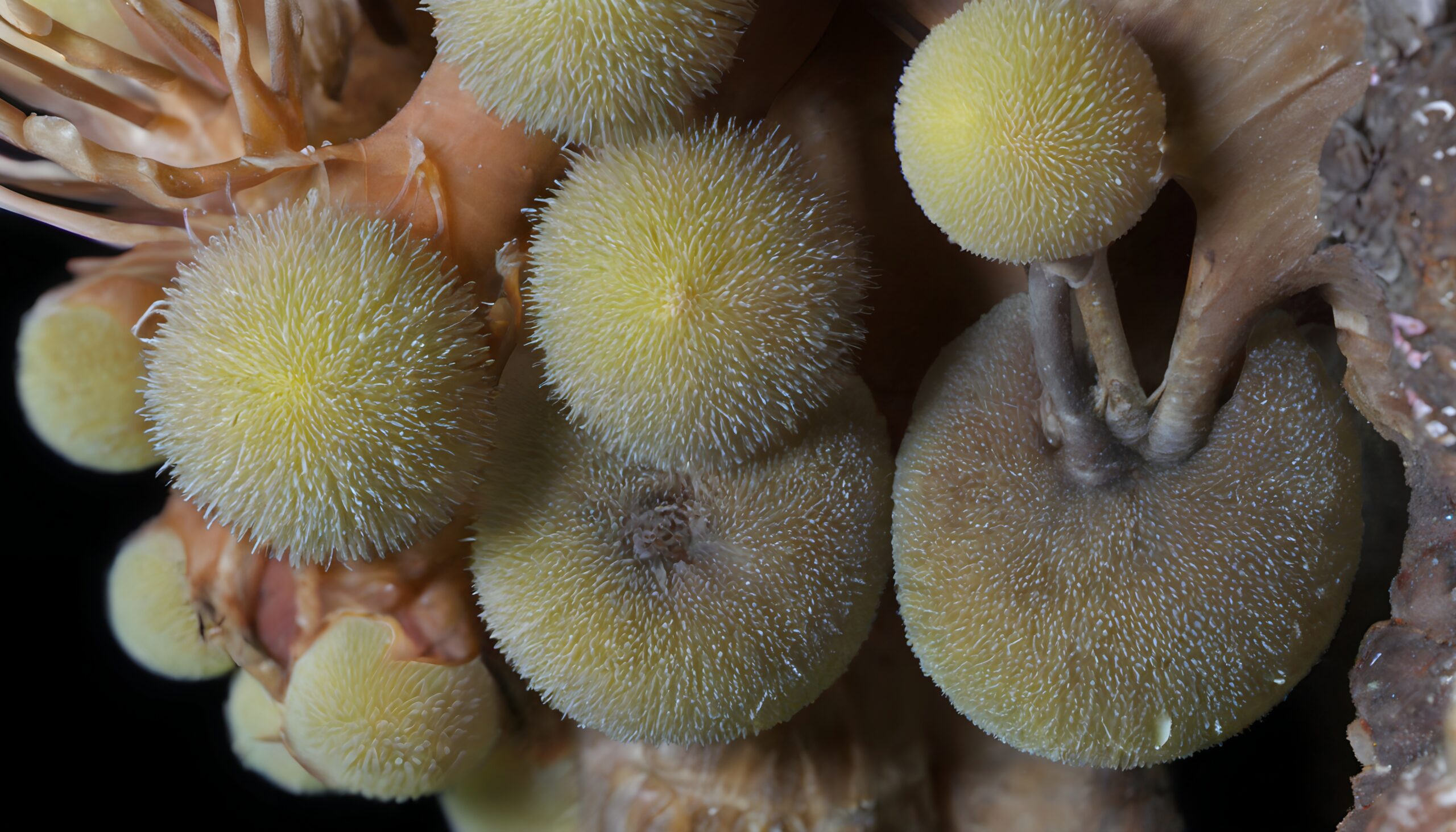 Underwater Sea Anemone Bloom