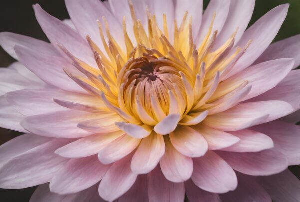 Close-up of a pink water lily displaying vibrant petals with a golden center.