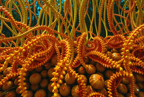 Vivid art installation with orange, yellow strands over pumpkins in outdoor setting.