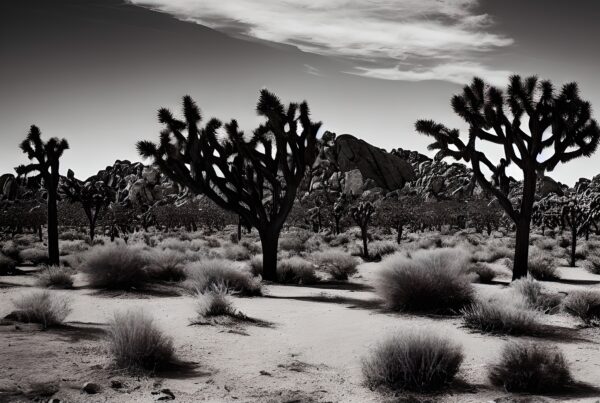 A monochrome desert scene with distinctive Joshua Trees and rugged rock formations under a partly cloudy sky.