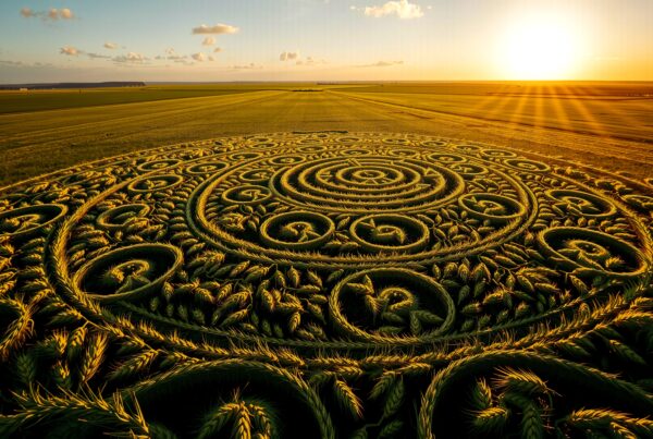 Intricate crop circles in a vibrant wheat field beneath a setting sun.
