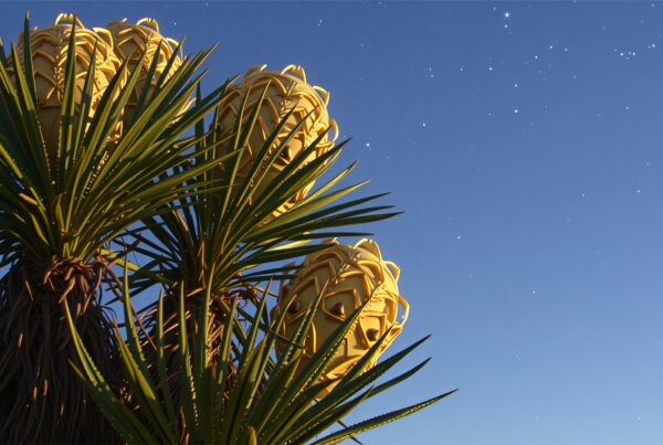 Star-lit desert plants with geometric yellow shapes under a clear sky.