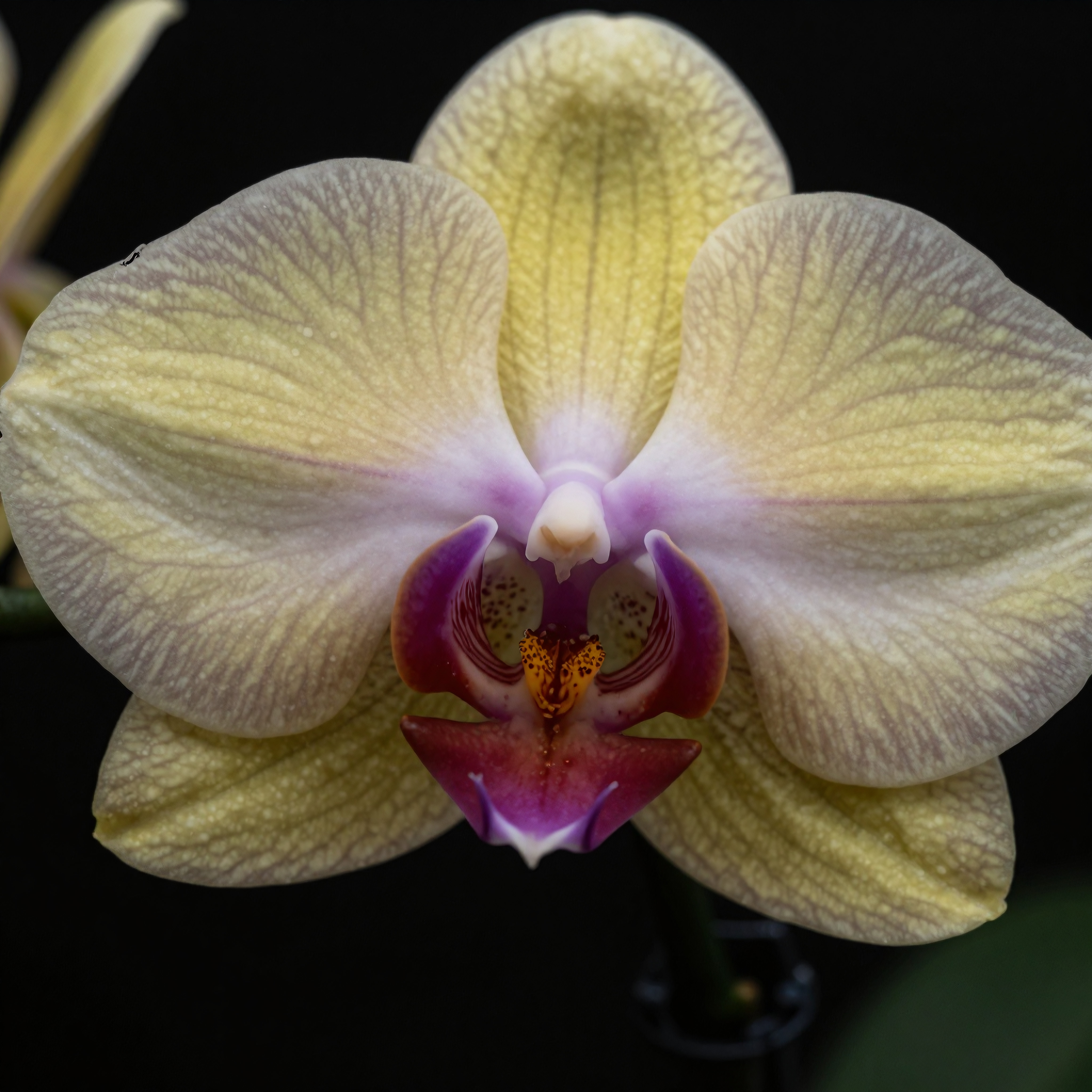 Yellow and Purple Orchid Close-Up