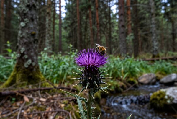 A bee collecting nectar on a purple thistle in a lush forest setting.