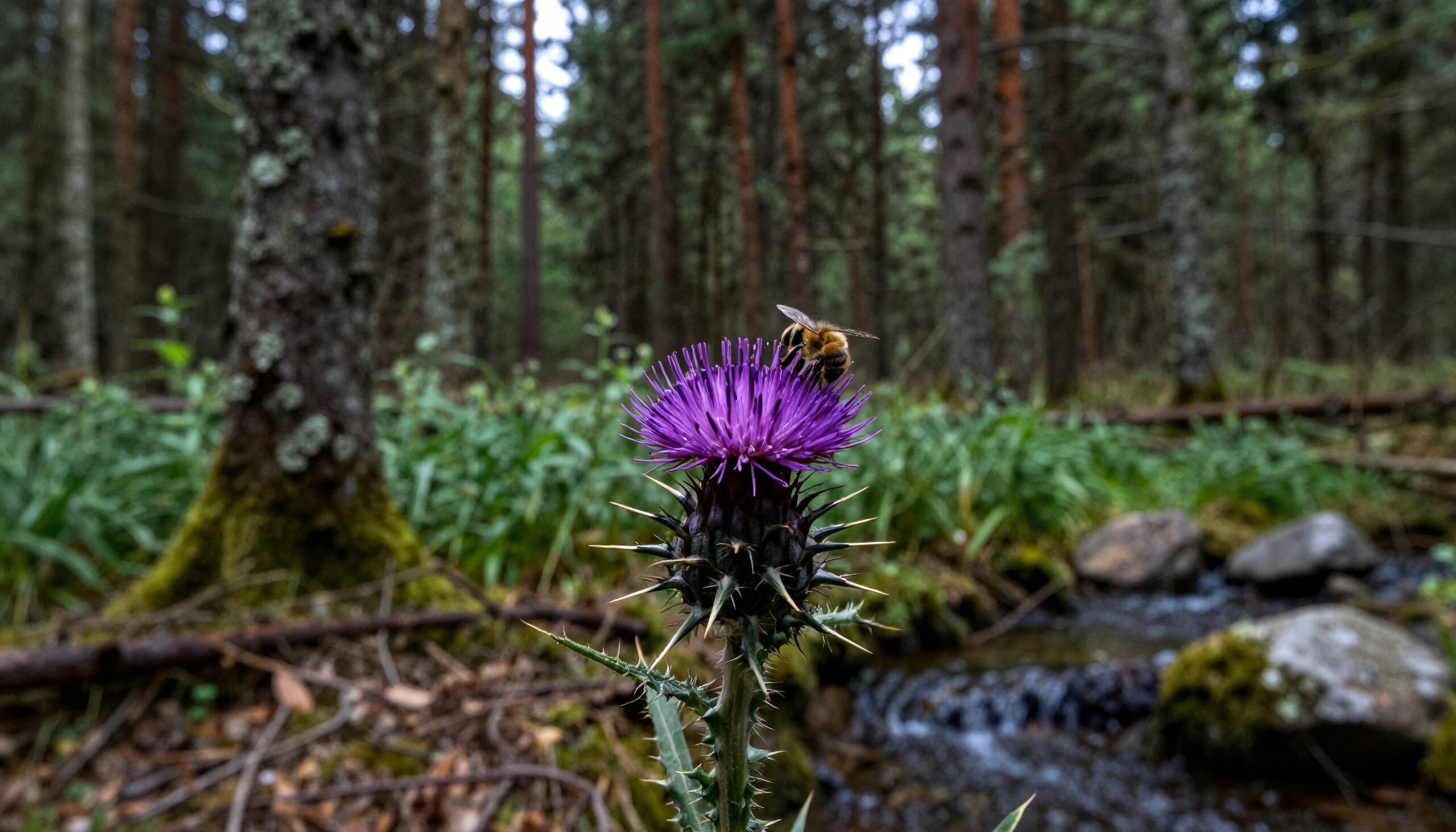 Bee on Thistle in Forest