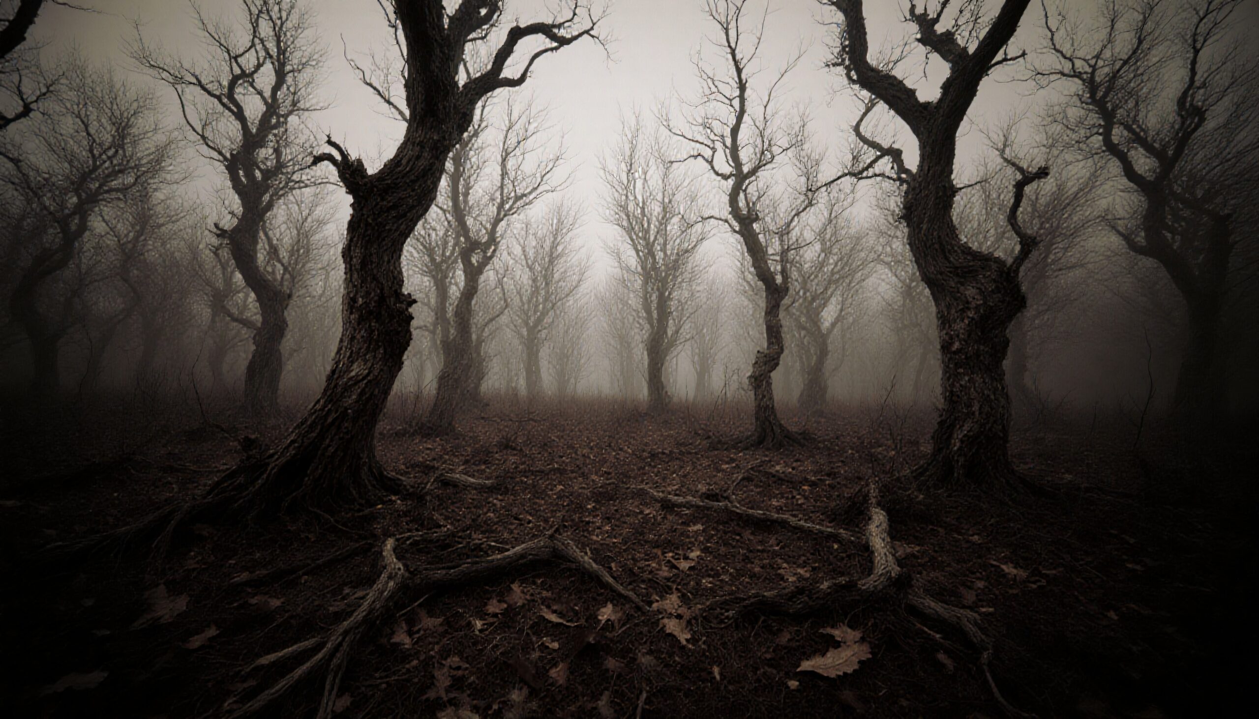 Mystical Foggy Enchanted Forest Scene