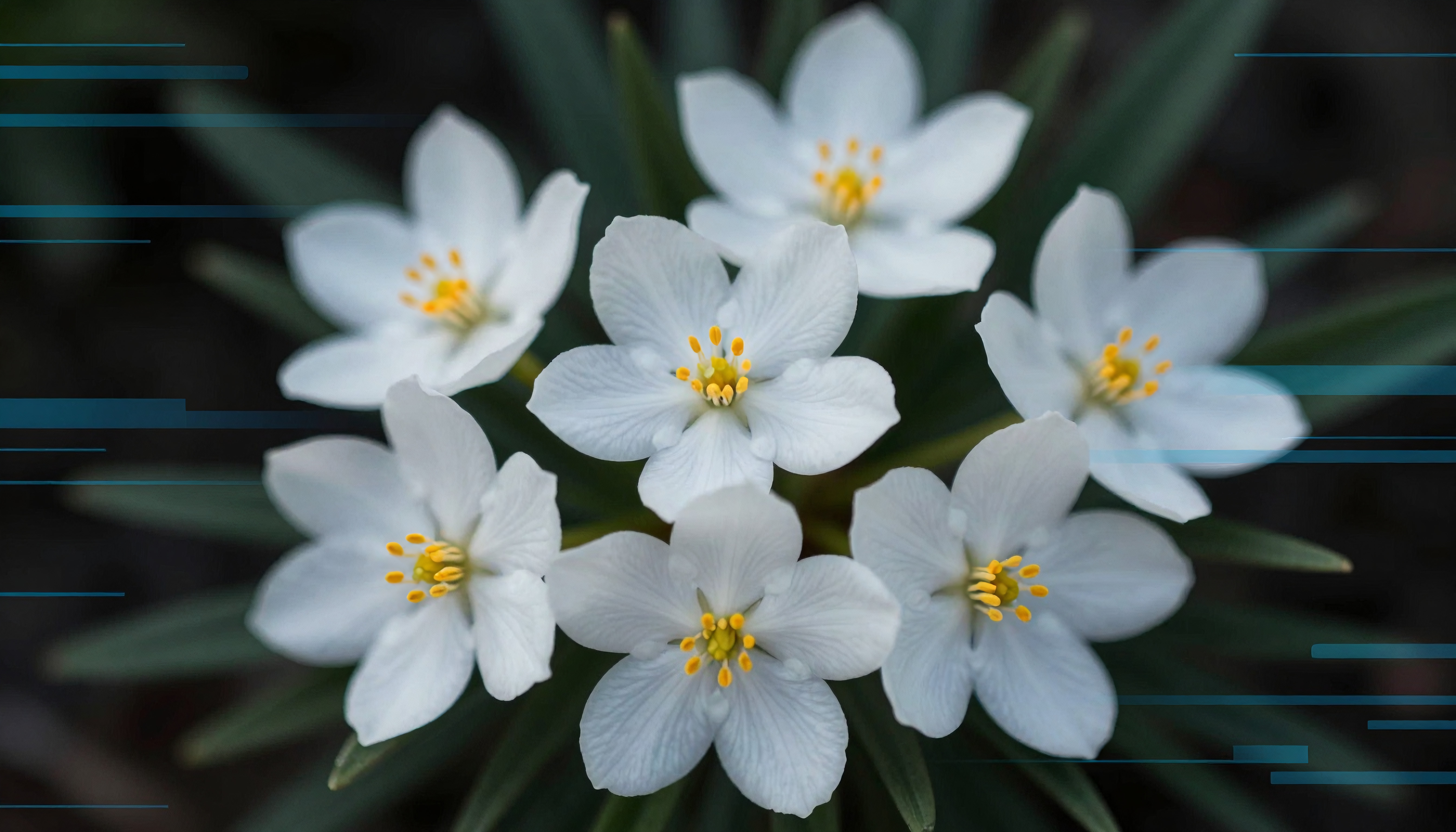 White Blossoms with Digital Overlay