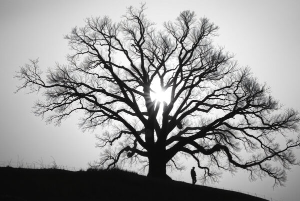 Solitary figure standing under giant leafless tree silhouetted against glowing sunrise sunset
