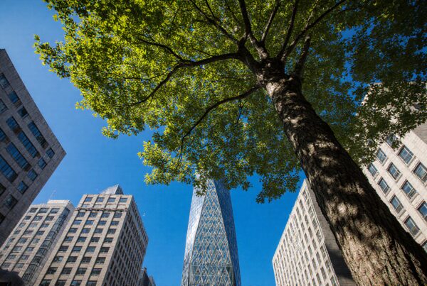 A tree and skyscrapers against a blue sky in a city.