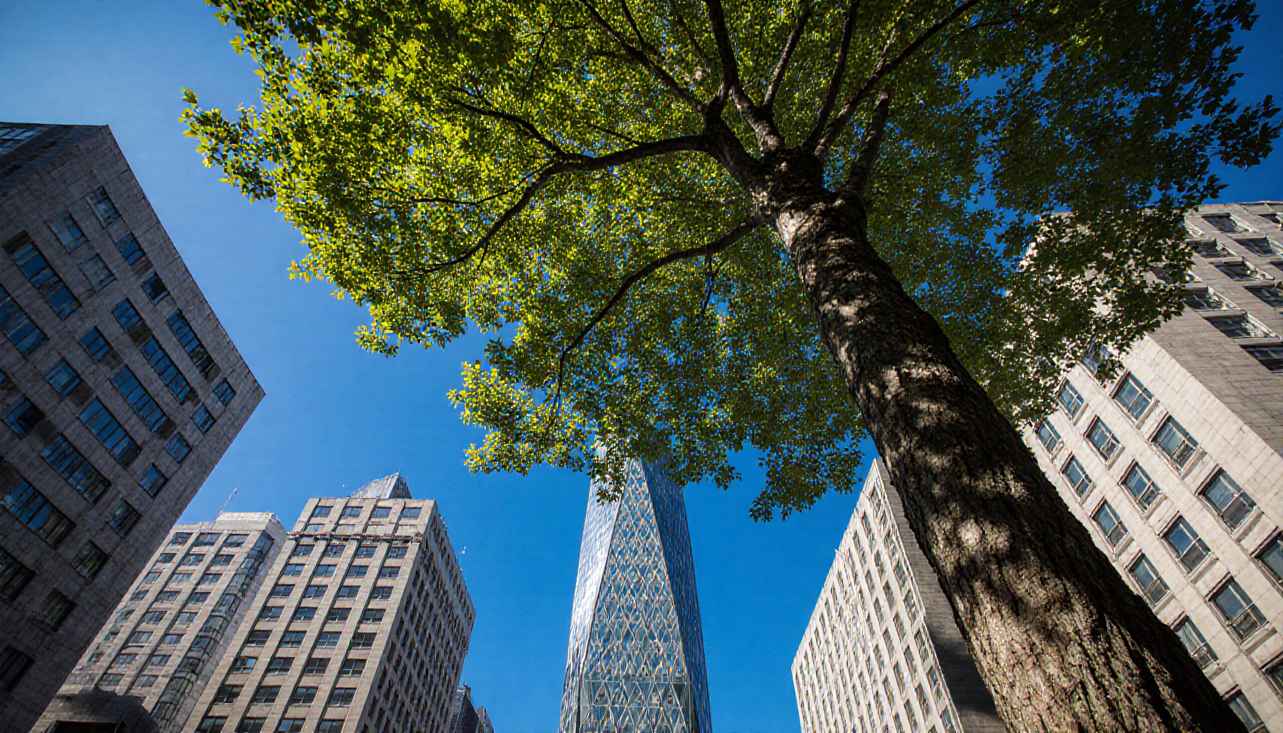Skyscraper and Tree Harmony