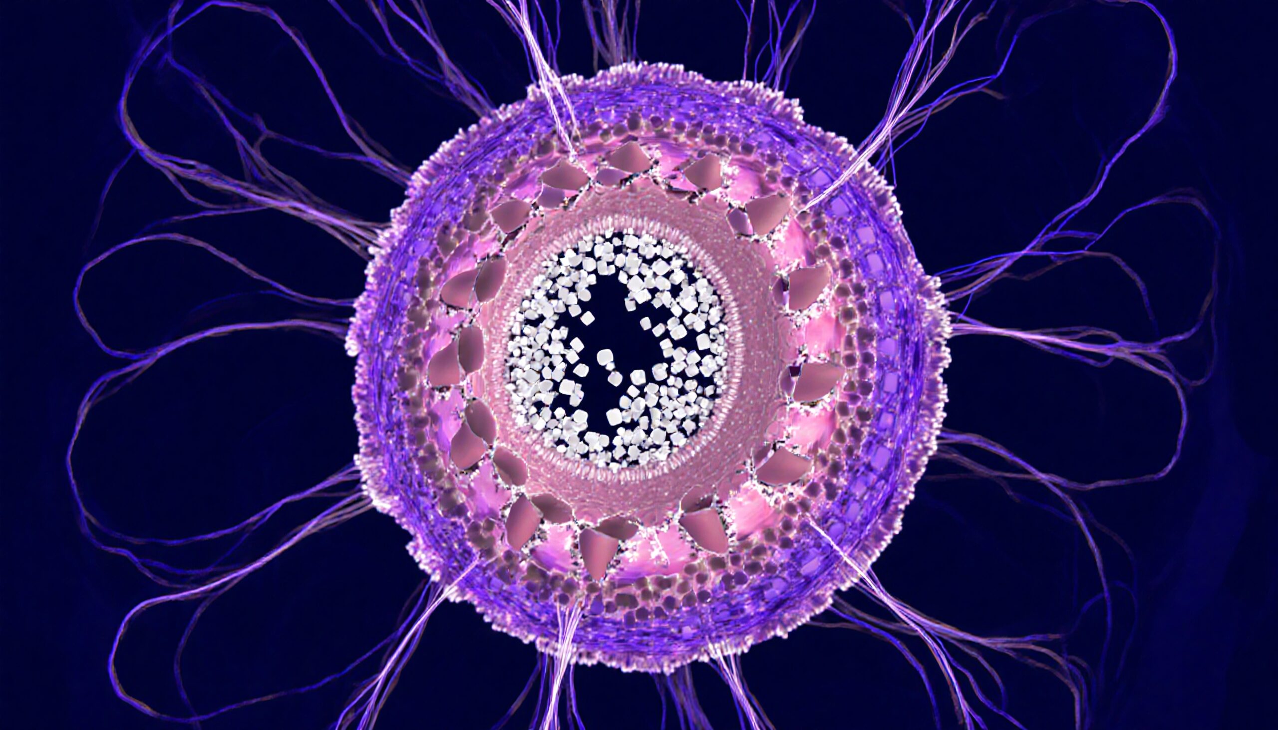 Microscopic View of Plant Stem