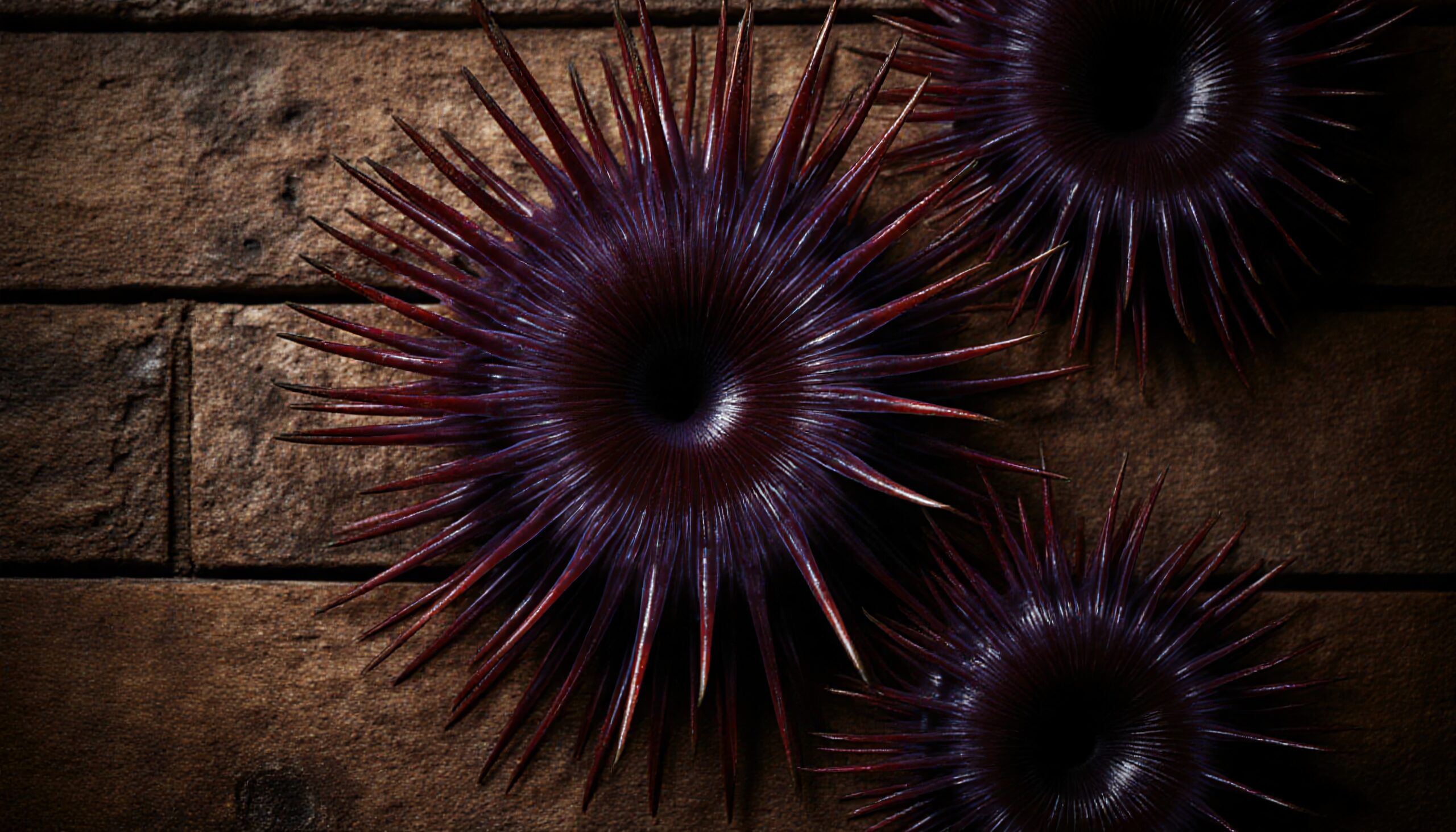 Three purple sea urchins closeup