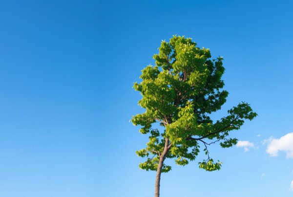 A single tree with green leaves under a clear blue sky.