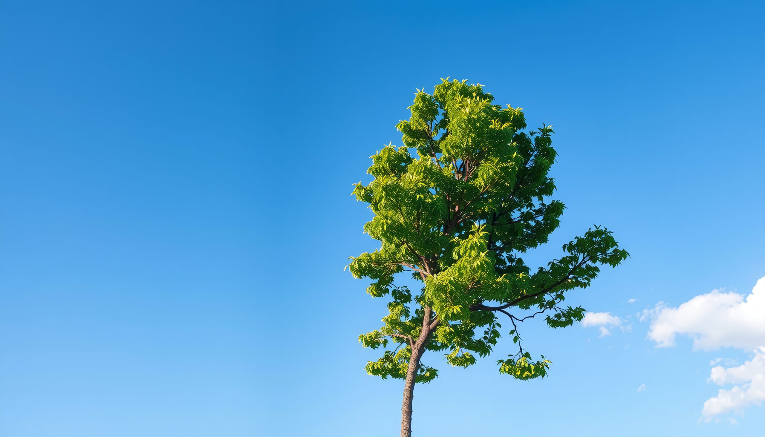 Solitary Tree Under Clear Sky