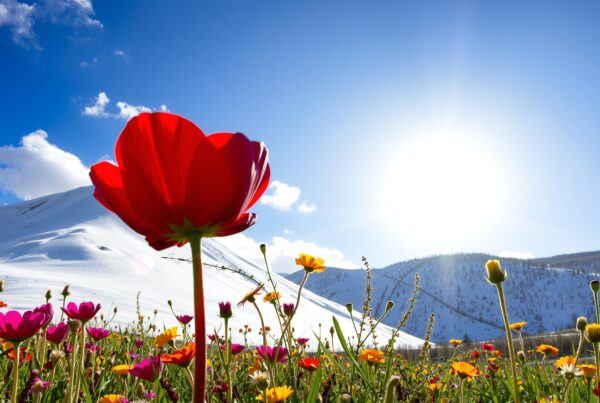 Field of wildflowers under clear sky with snowy mountain backdrop showcasing nature's vivid beauty.