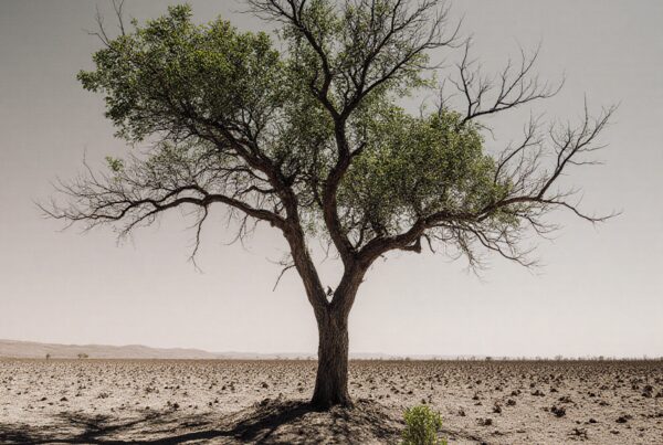 A solitary tree stands in a barren desert landscape under a pale sky with scattered branches and leaves.