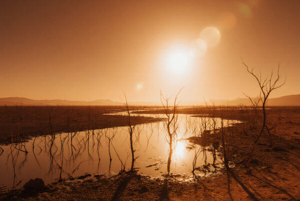 Misty Wetland at Sunset with Silhouetted Branches
