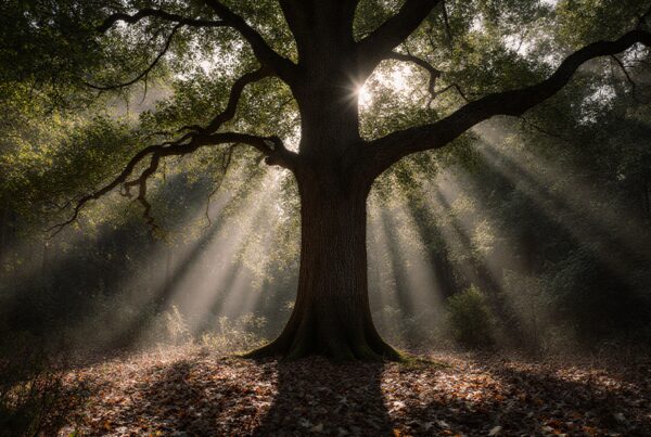A majestic tree with sunlight streaming through its branches, creating a tranquil forest scene with dappled light and shadows.