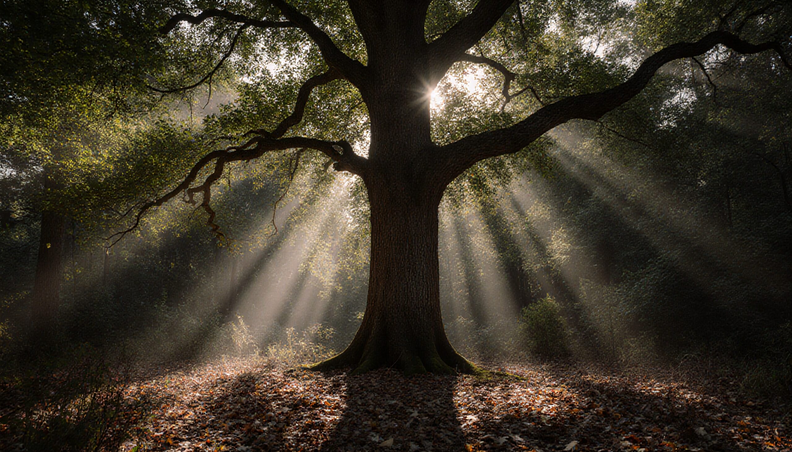 Majestic Tree in Sunlit Forest