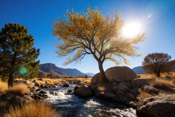 A tranquil landscape with a sunlit tree and flowing stream.