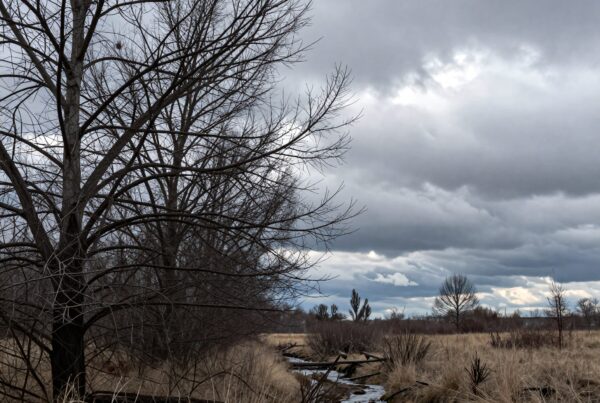 A serene winter landscape with bare trees and a winding stream under a moody, clouded sky.