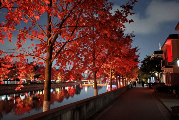 Red Maple Trees Reflecting on Nighttime Canal Walkway with Urban Lights