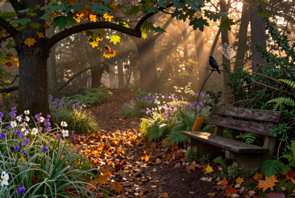 Peaceful autumn forest path with wooden bench, sunbeam rays, birds, flowers, and falling leaves