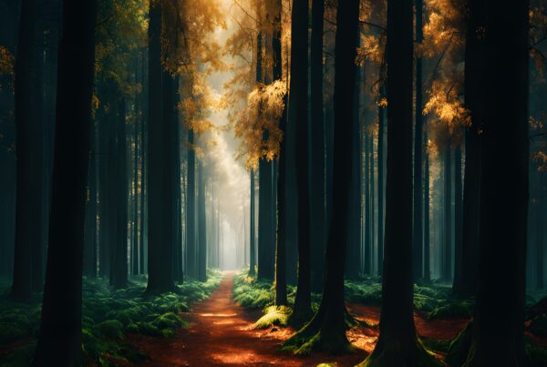 A tranquil forest with a sunlit path, surrounded by tall trees and lush foliage, beautifully capturing nature's serenity.