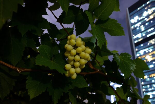 Green grapes hanging with cityscape background.