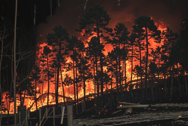 A fierce wildfire engulfs a dark forest at night, illuminating the trees with intense, towering flames.