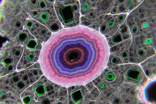 Close-up of a colorful microscopic cellular pattern with concentric rings and intricate structures.