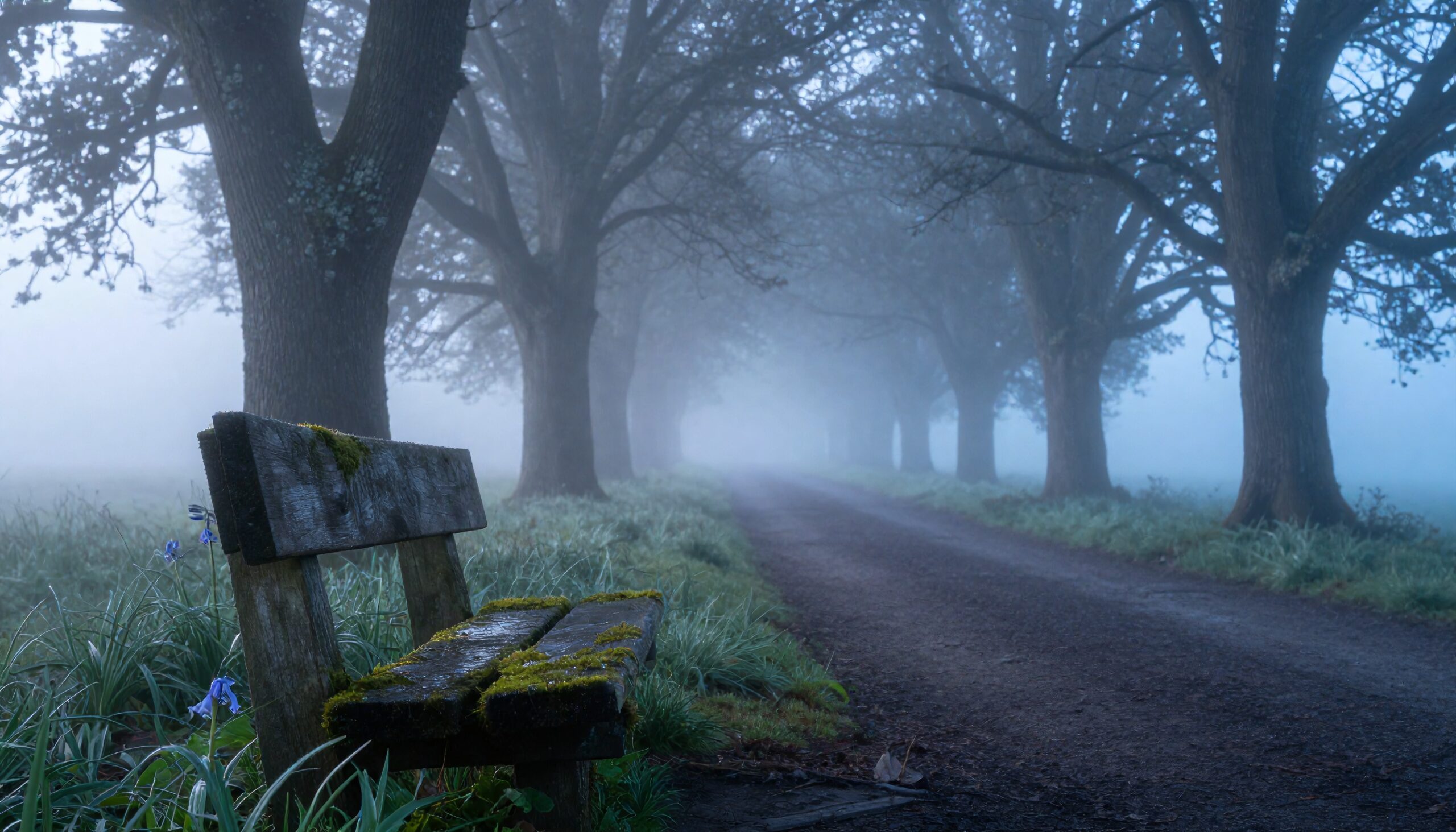 Misty Pathway in Enchanted Forest