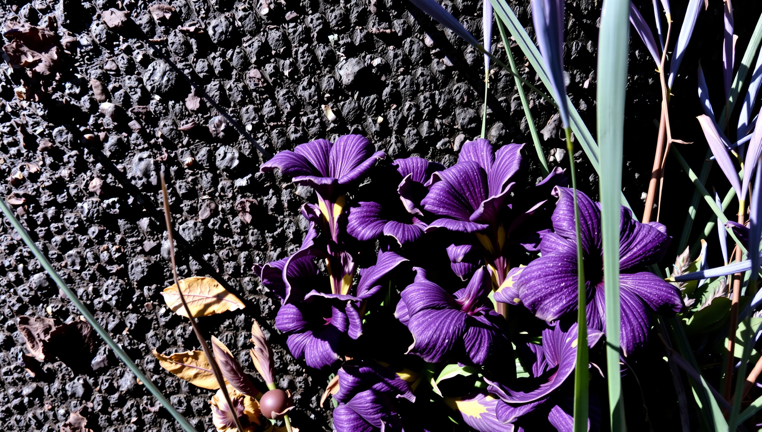 Vibrant Purple Flowers Against Background