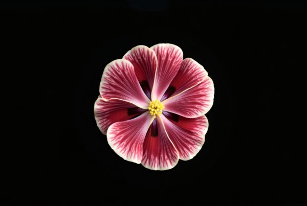 Close-up of a red and white flower with yellow center against a black background, showcasing vivid details and elegant contrast.