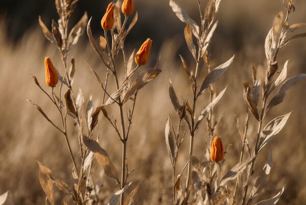 A close-up of dry plant stems with orange buds against a blurred background.